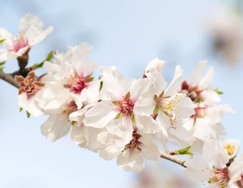 Olivenöl & Mandelmilch