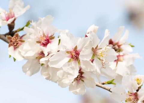 Olivenöl & Mandelmilch