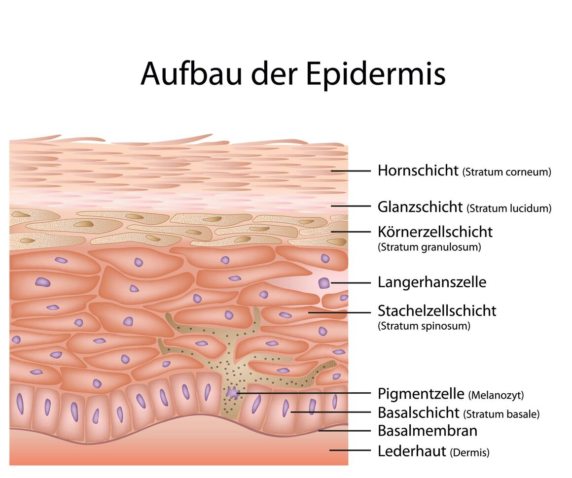 Aufbau der Epidermis